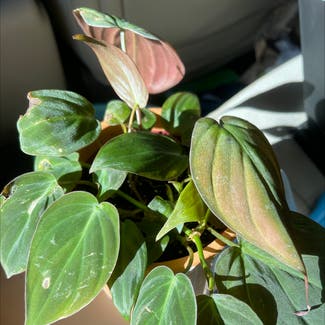 Philodendron Micans plant in Louisville, Kentucky