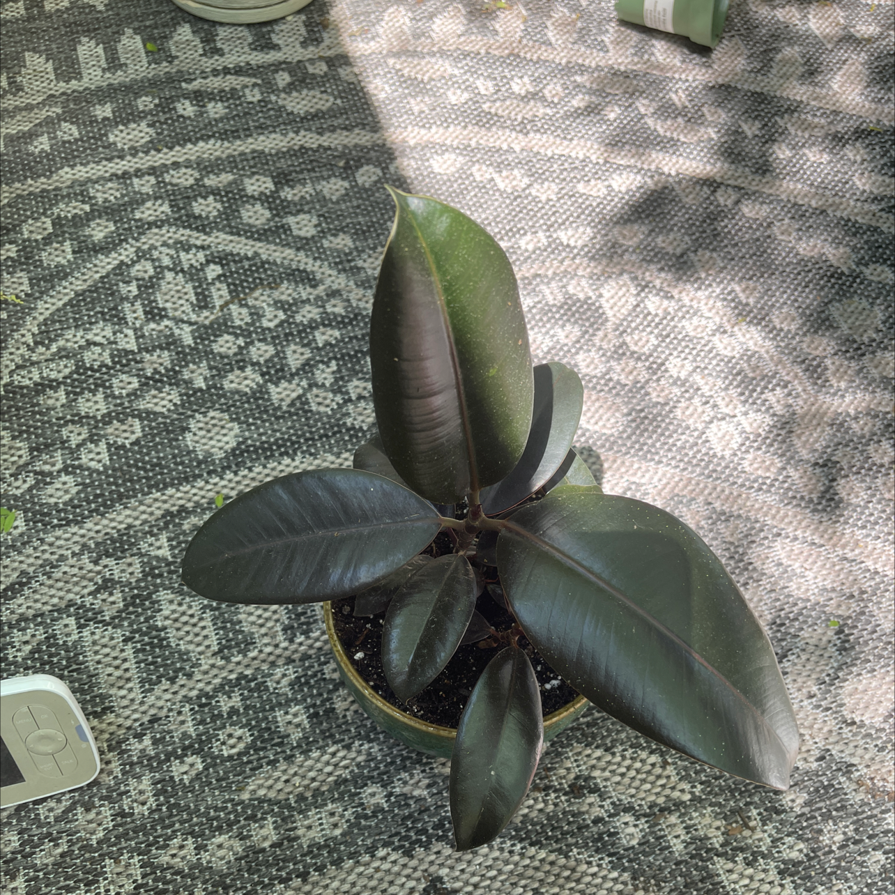 Burgundy Rubber Tree with dark, glossy leaves in a pot on a patterned surface.