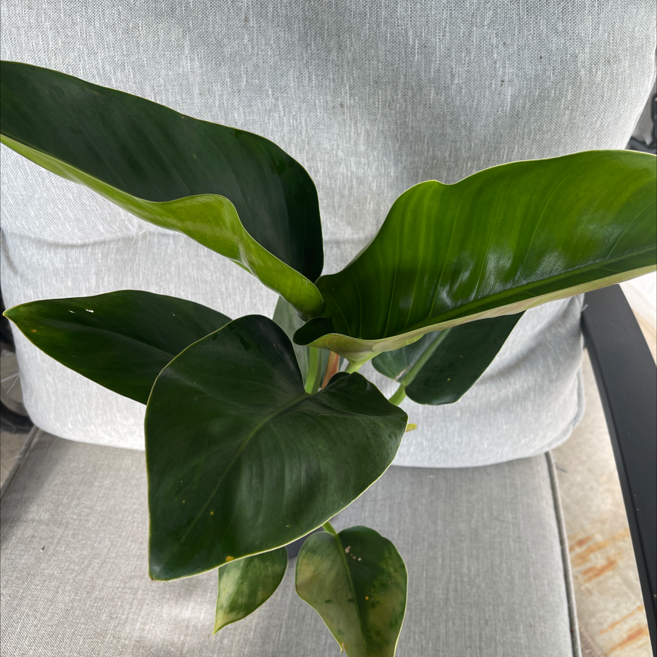 Philodendron 'Imperial Green' plant with large, glossy green leaves on a neutral-colored chair.