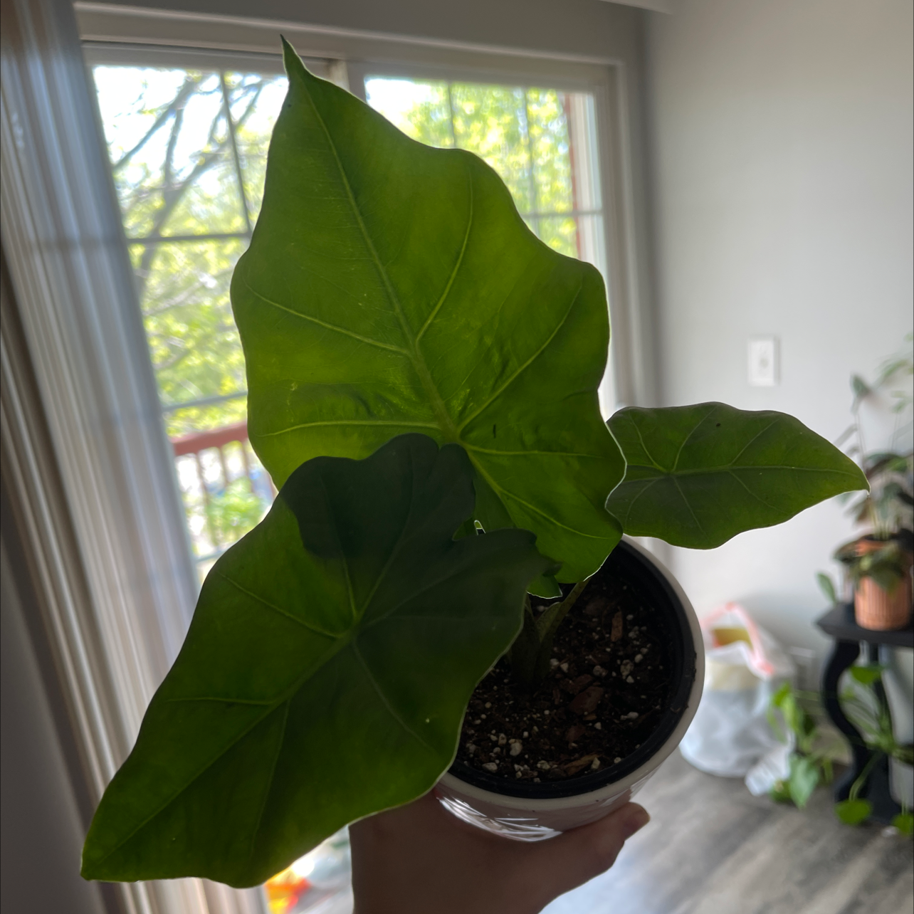 Potted Alocasia 'Portora' plant with large green leaves, held by a hand.