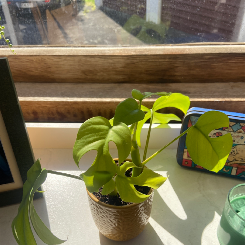 Monstera pinnatipartita plant on a windowsill in a small pot with vibrant green leaves.