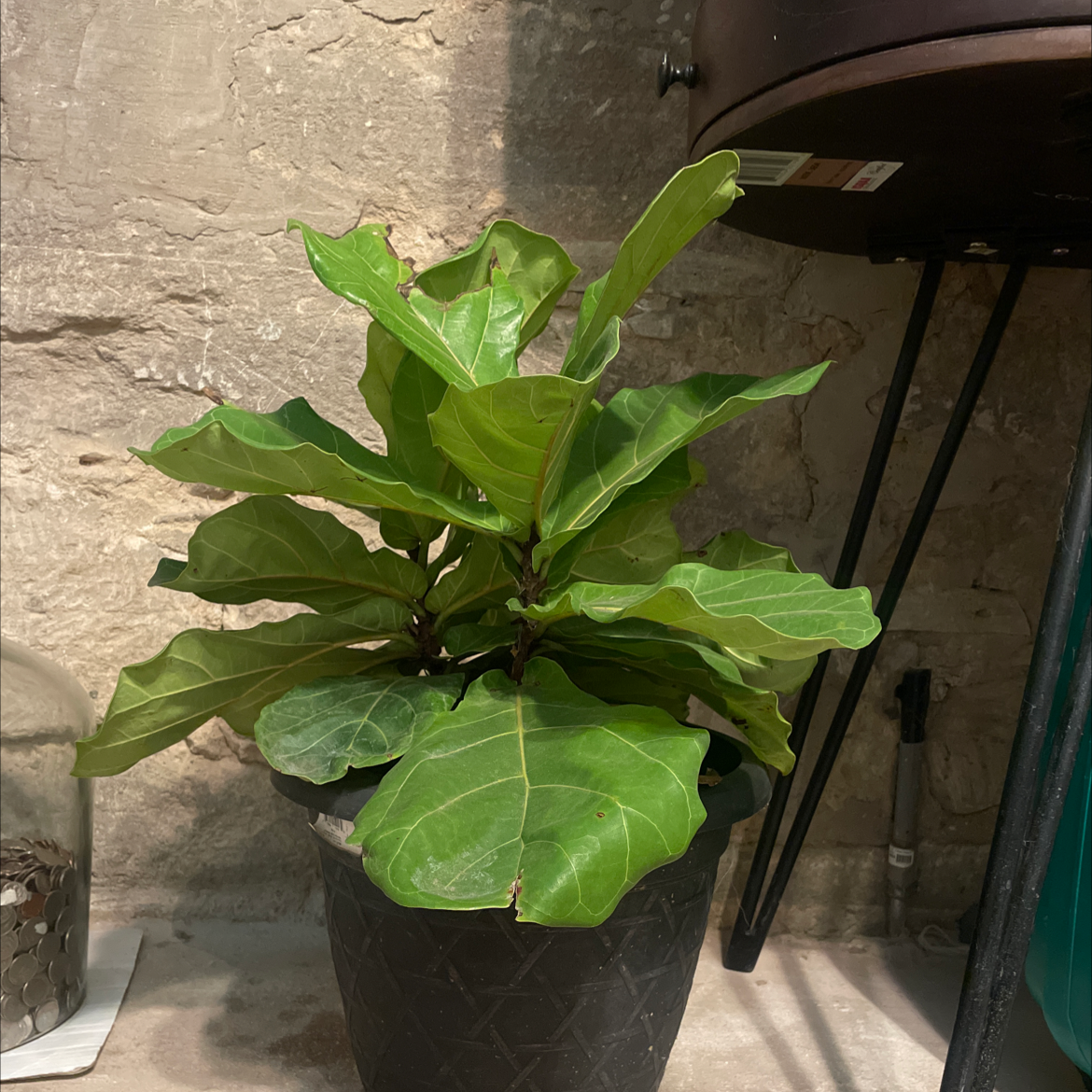 Fiddle Leaf Fig plant photo by @tiki named Donald on Greg, the plant care app.