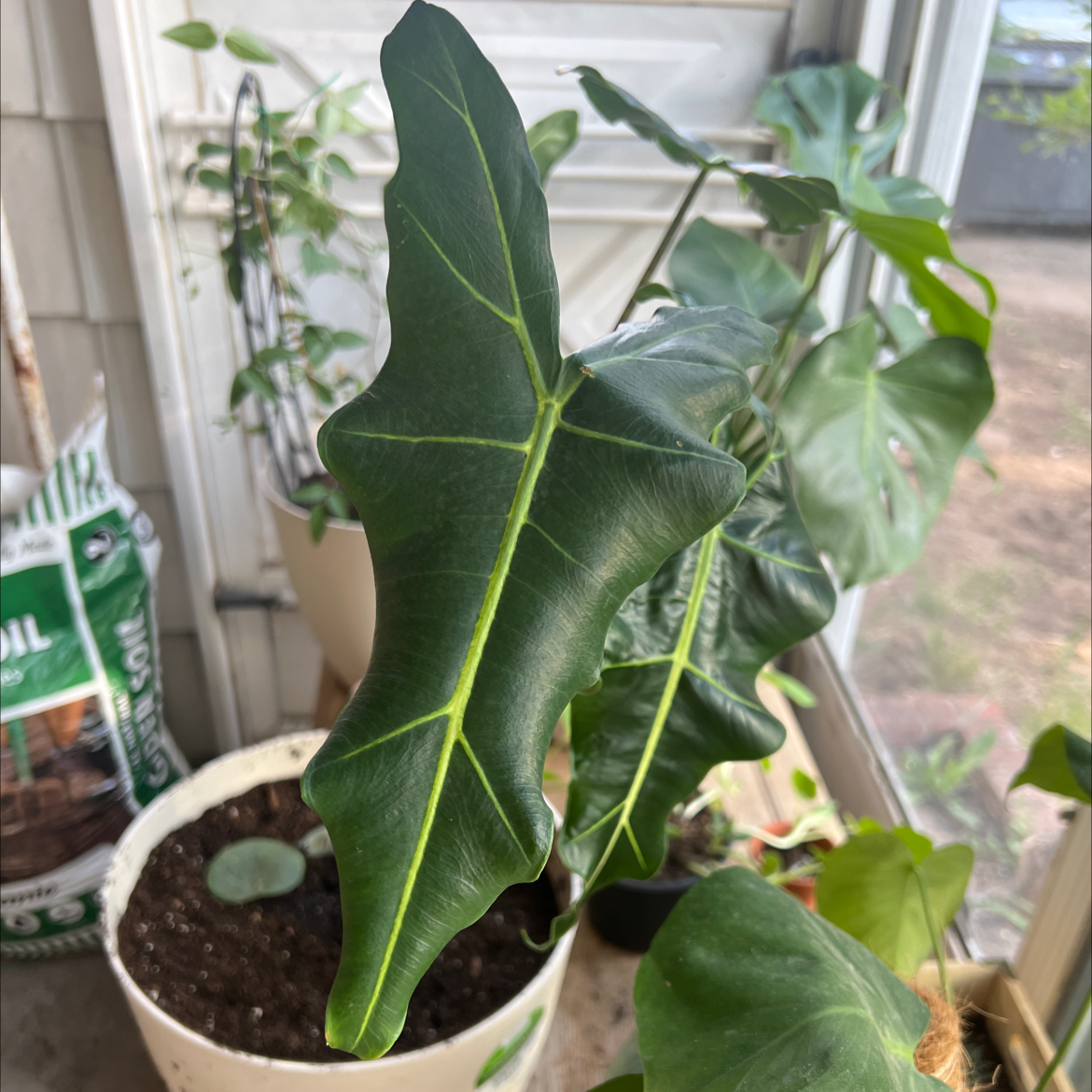 Jewel Alocasia plant with healthy green leaves in a pot, soil visible.