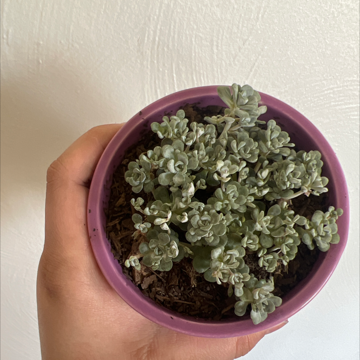 Purdy's Stonecrop succulent in a purple pot, held by a hand.