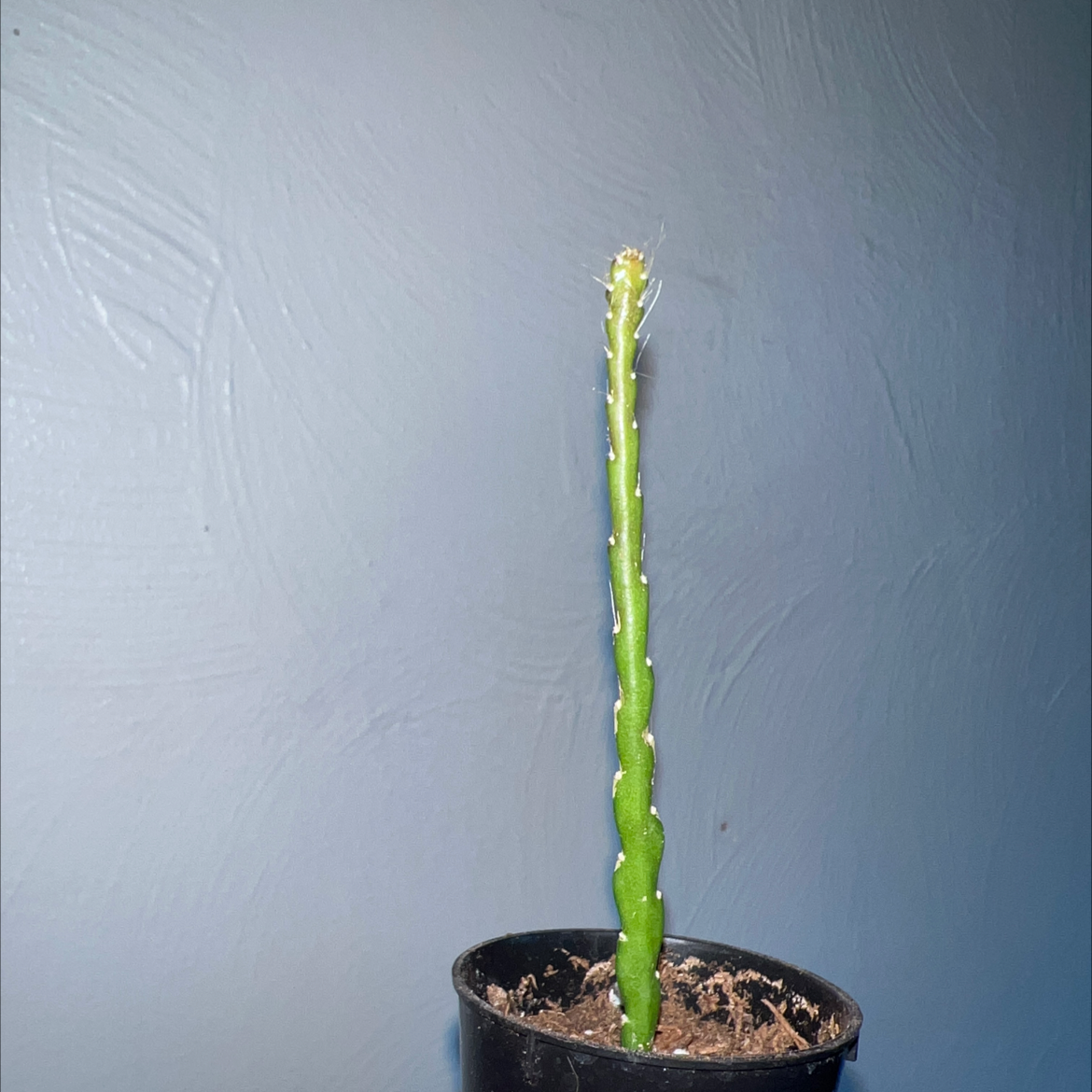 Fishbone Cactus in a small pot with visible soil, well-framed and in focus.