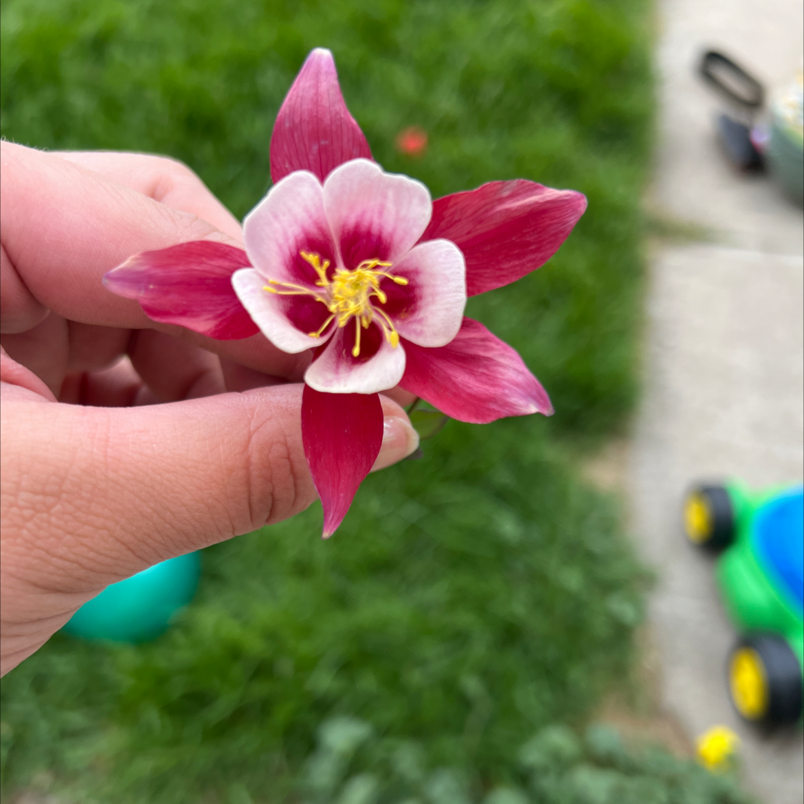 A Common Columbine flower with red and white petals being held by a hand.