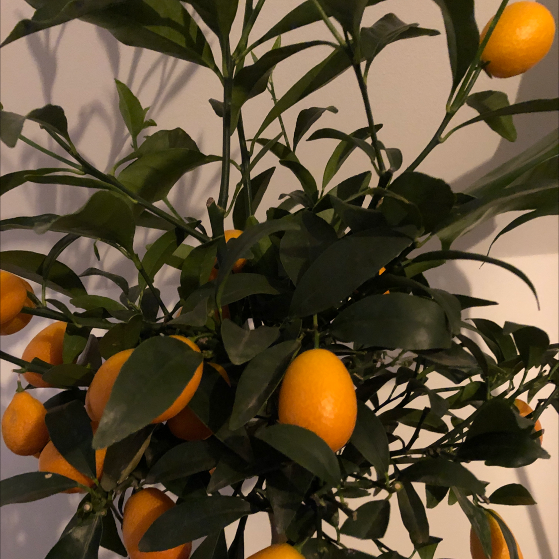 Healthy Oval kumquat plant with numerous fruits and vibrant green leaves.