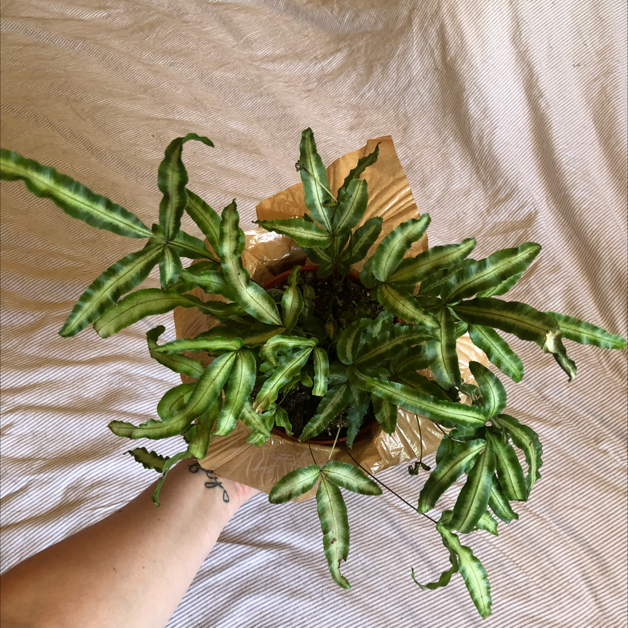 Cretan Brake plant with green patterned leaves in a pot, held by a hand.