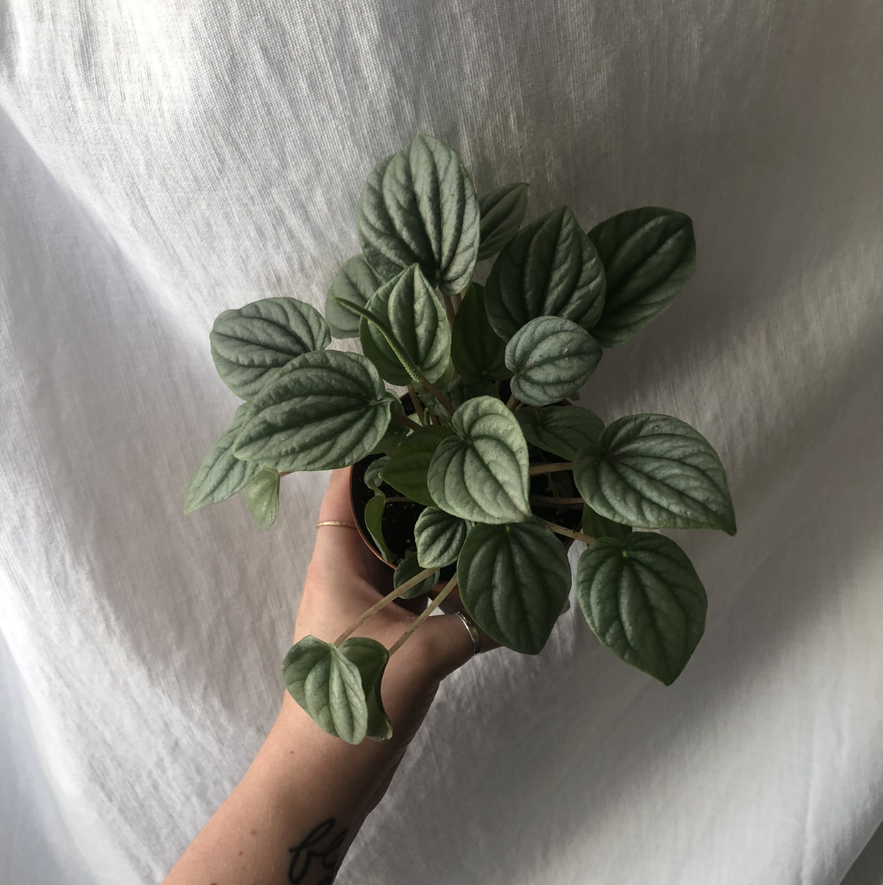 Photo of the plant species Silver Frost Peperomia by @micmacsniksnak named Elsa on Greg, the plant care app