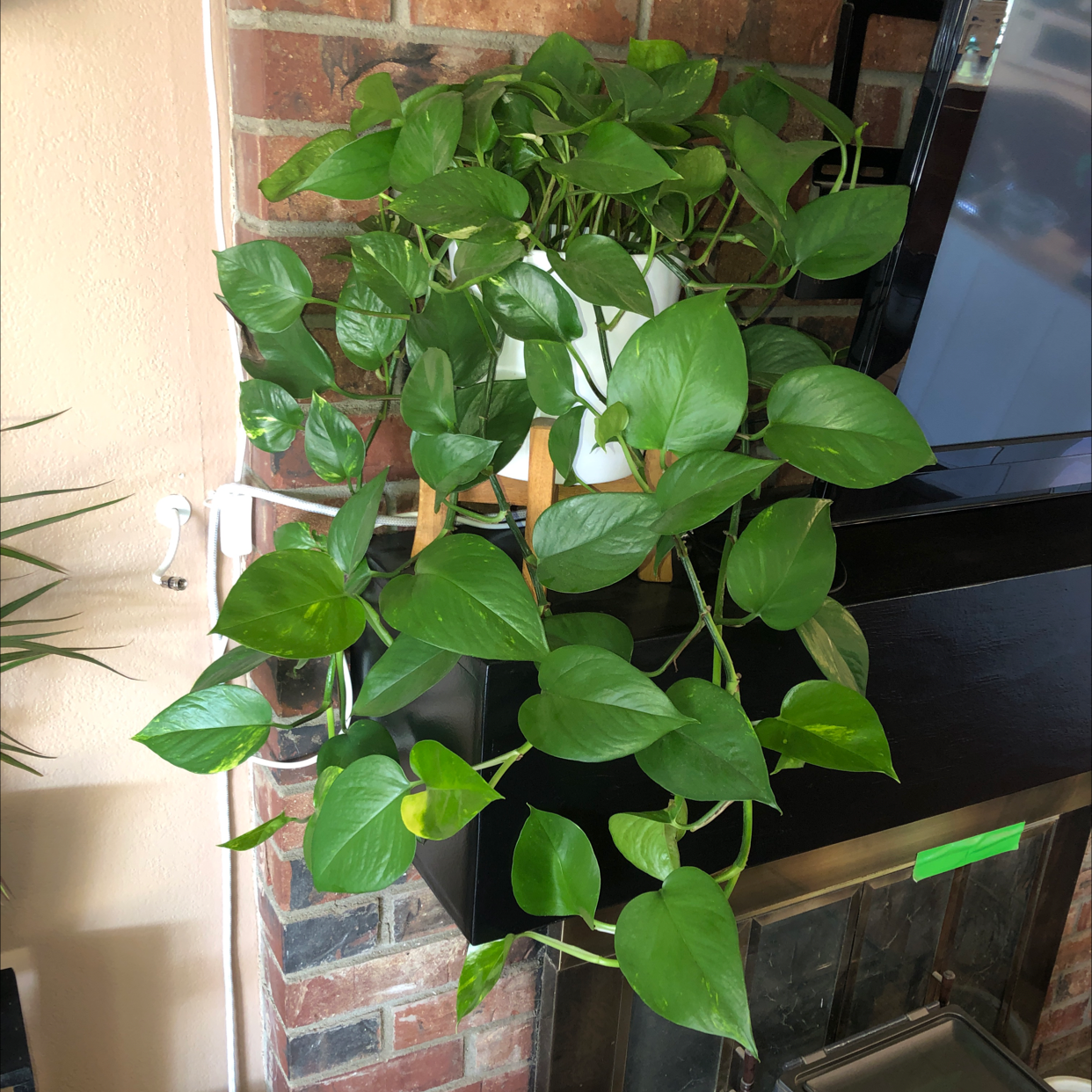 Taro Vine plant photo by @micmacsniksnak named Queen P on Greg, the plant care app.