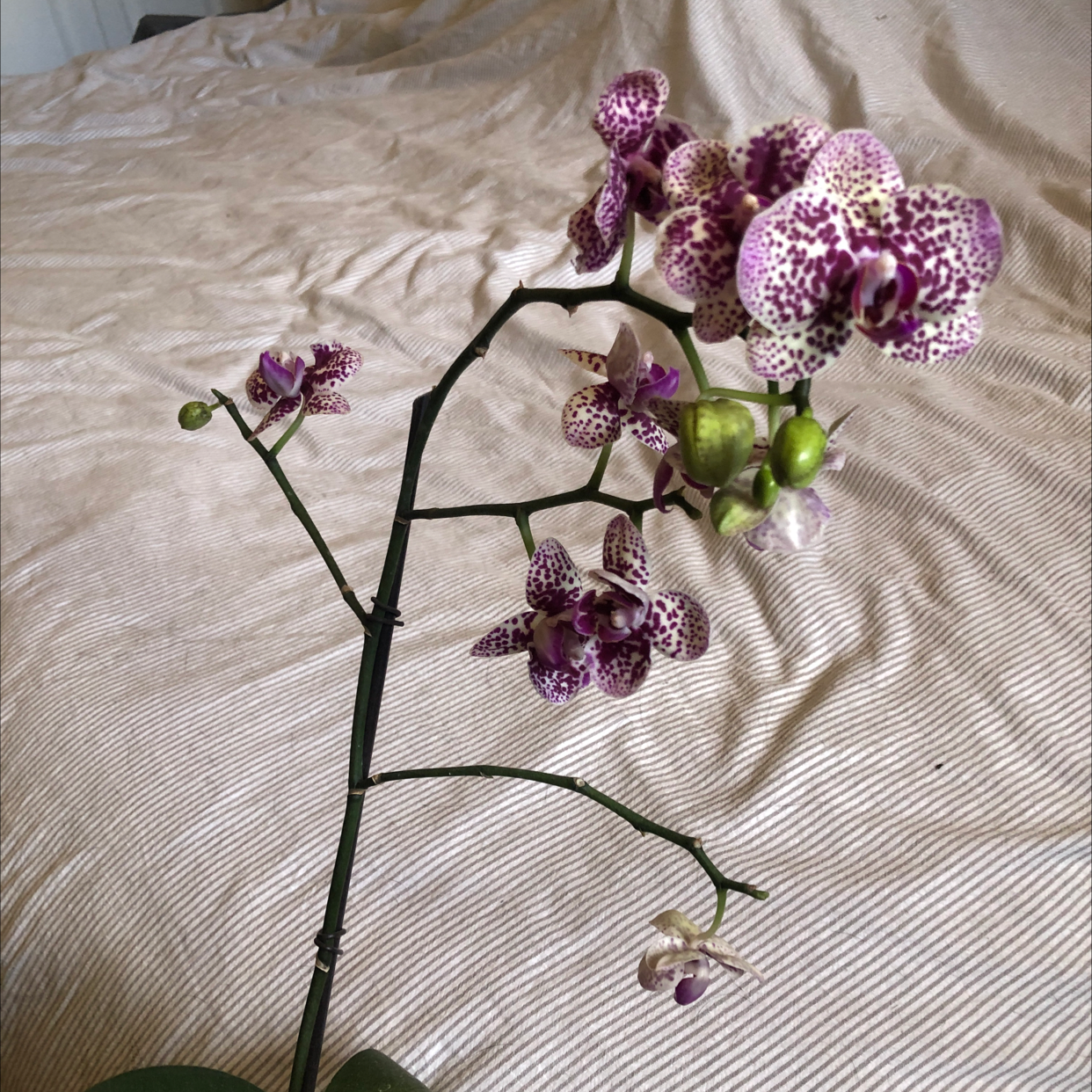 Photo of the plant species Aphrodite's Phalaenopsis by @micmacsniksnak named Your plant on Greg, the plant care app