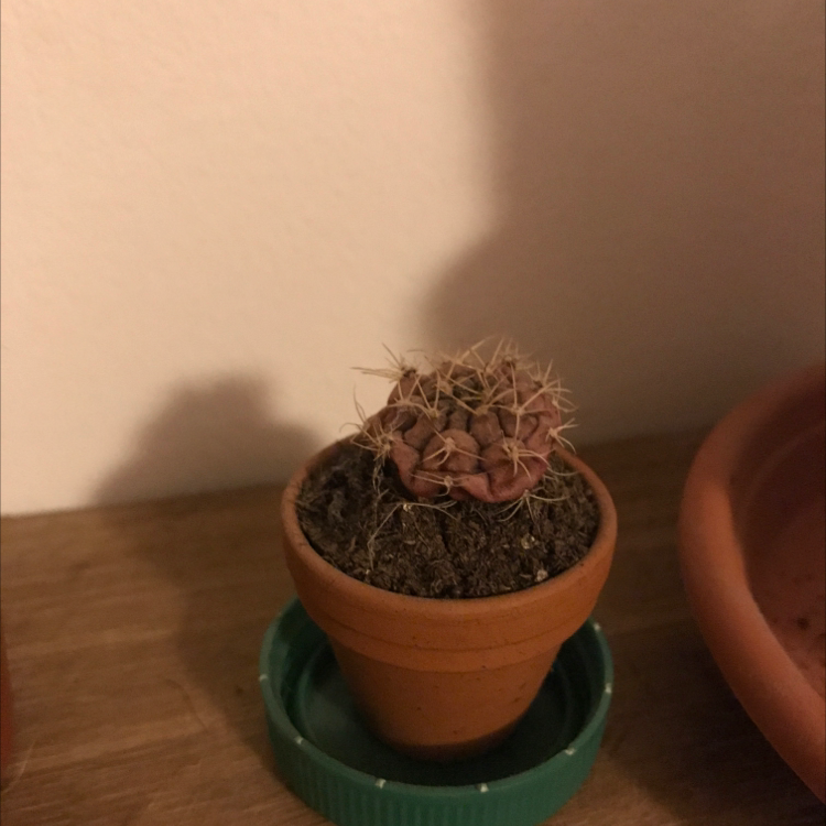 Sonora Barrel cactus in a terracotta pot on a green saucer, indoors.
