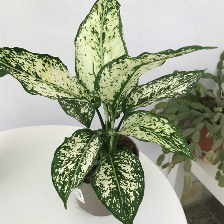 Aglaonema 'Spring Snow' plant with variegated leaves in a pot on a table.
