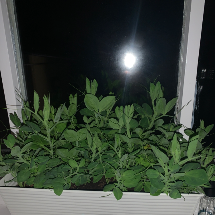 Broad-Leaved Sweet Pea plant photo by Robyn named Fairy annabella on Greg, the plant care app.