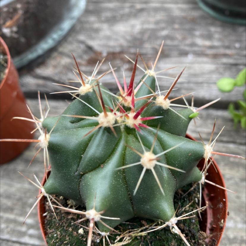 Sonora Barrel cactus in a small pot with prominent spines, well-centered and in focus.