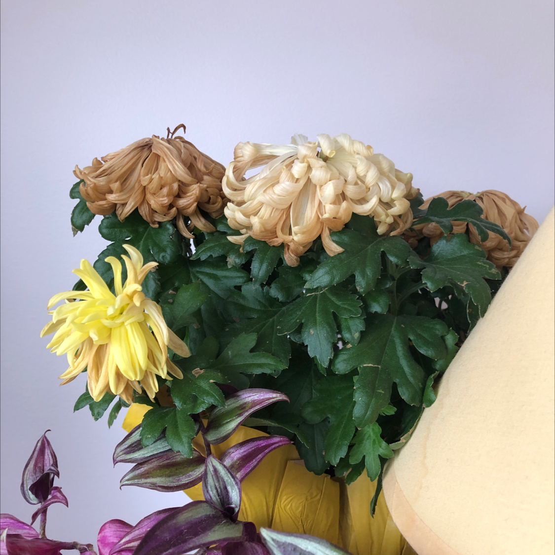 Garden Dahlia plant with flowers showing signs of yellowing and browning.