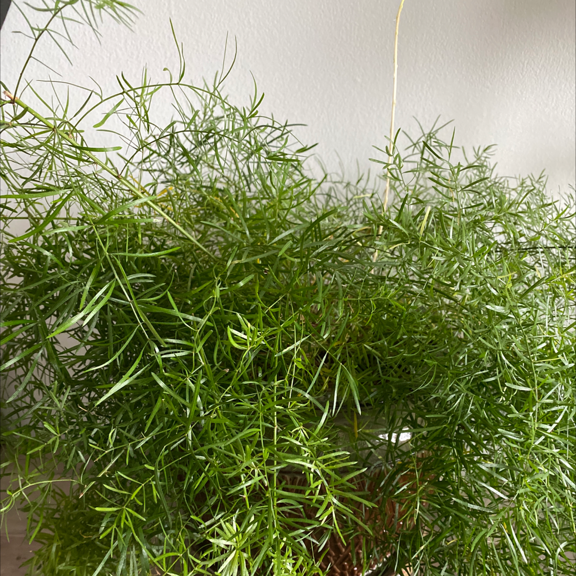 Healthy Sprenger's Asparagus plant with fine, needle-like leaves.