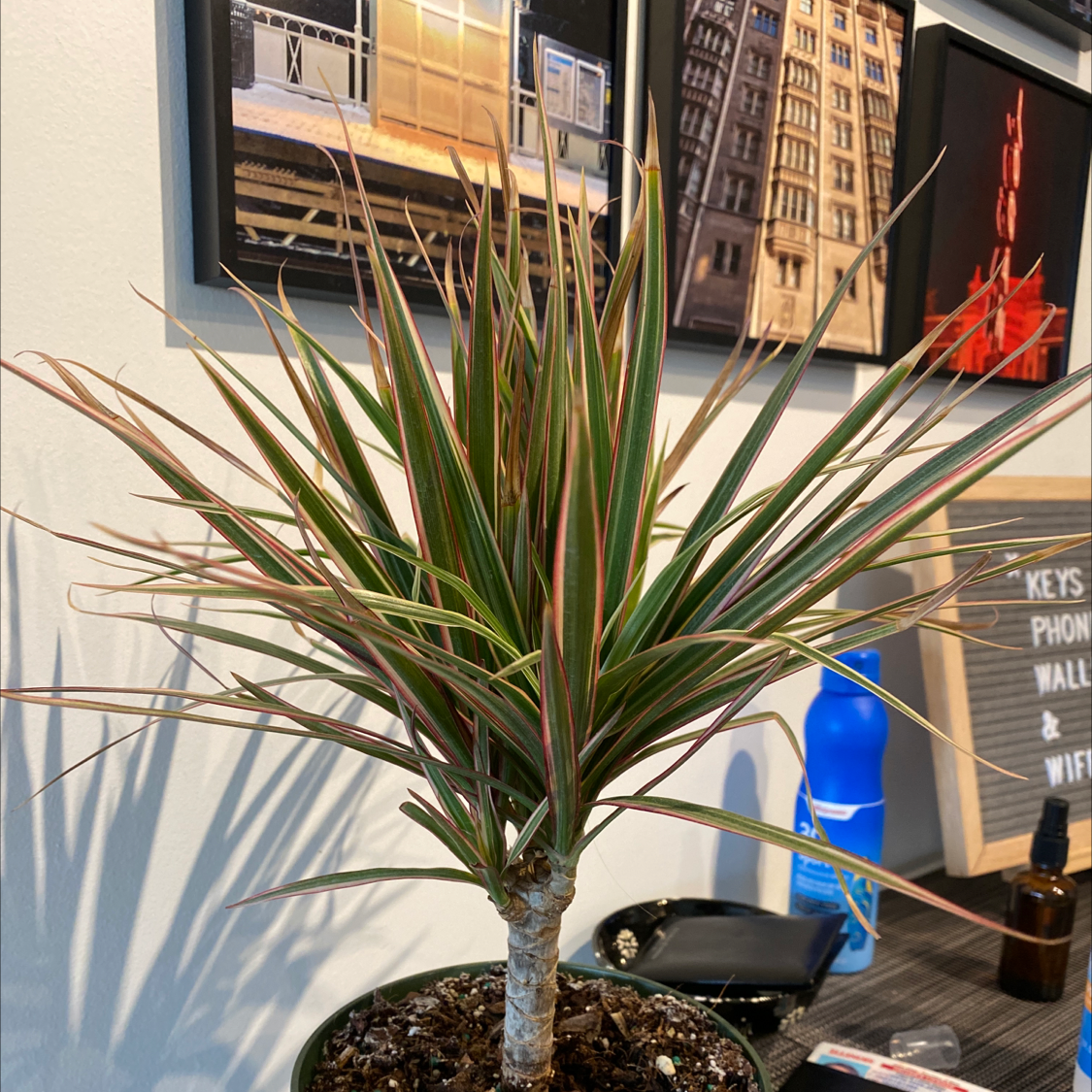 Dragon Tree plant photo by @Jackhplants named Dracs on Greg, the plant care app.