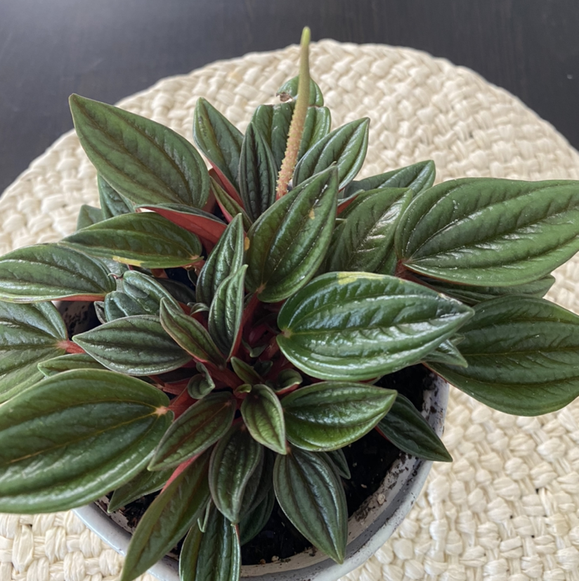 Healthy Emerald Ripple Peperomia plant with glossy green leaves and red stems.