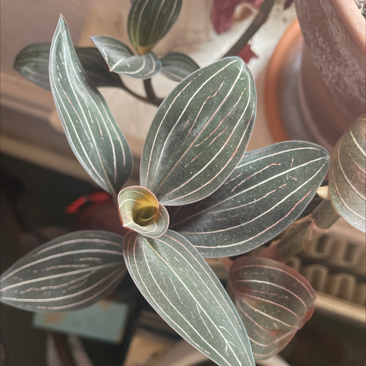 Photo of the plant species Jewel Orchid by @iejpotter named Fluffy Orchid on Greg, the plant care app