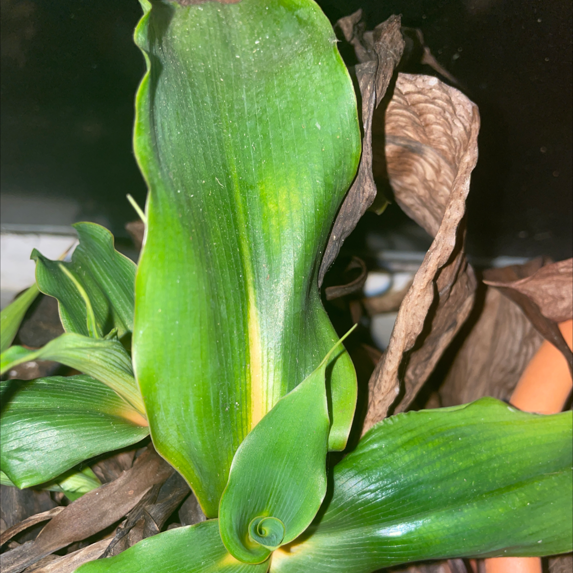 Basket Plant with healthy green leaves and some dried, brown leaves in a pot with visible soil.