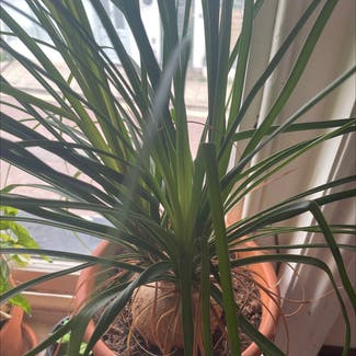 Ponytail Palm plant in Rye, England