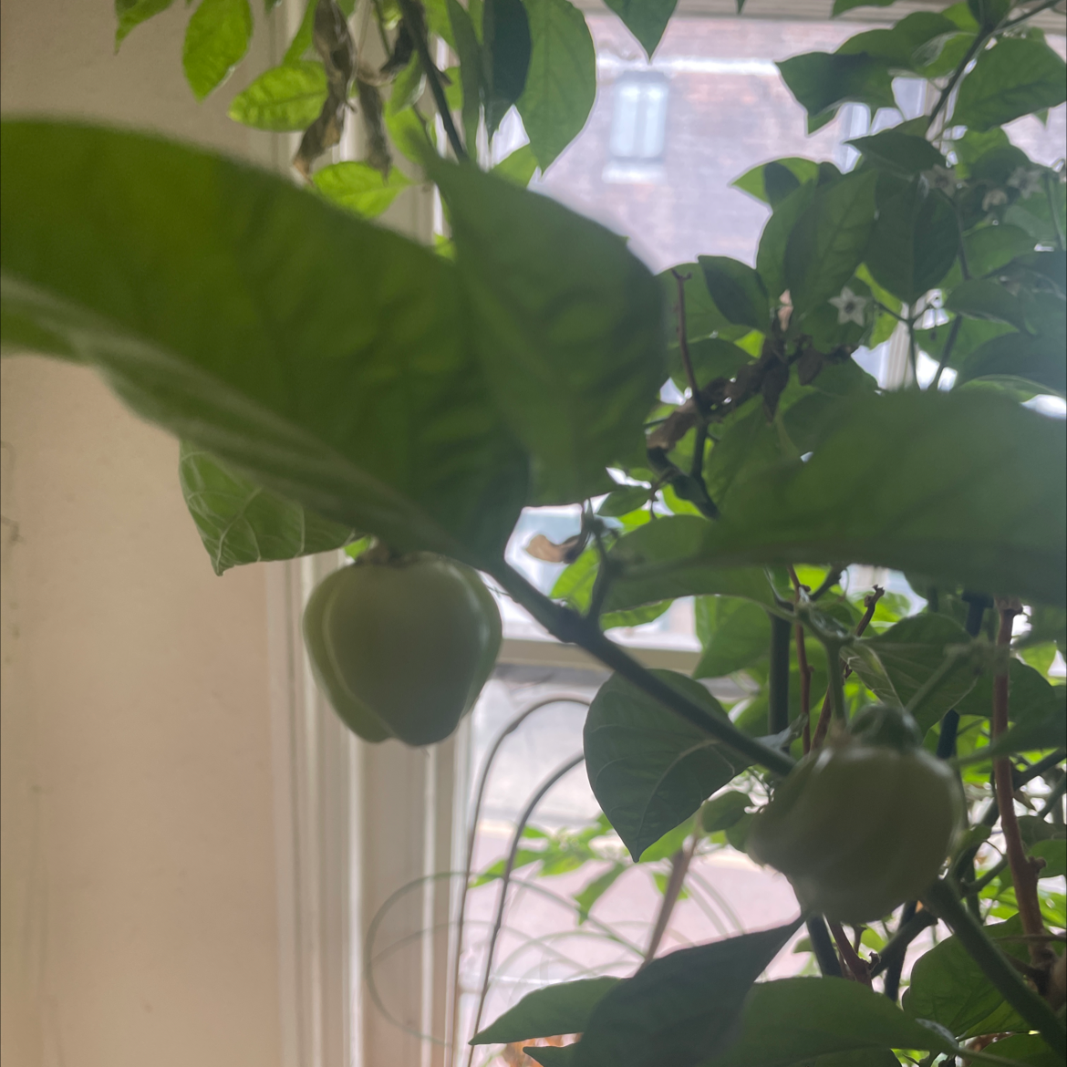 Photo of the plant species Scotch Bonnet Pepper by @iejpotter named Bonnie on Greg, the plant care app