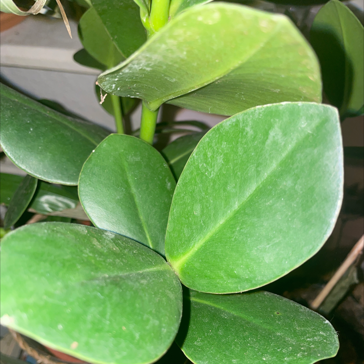 Photo of the plant species Autograph Tree by @iejpotter named Yak Face on Greg, the plant care app