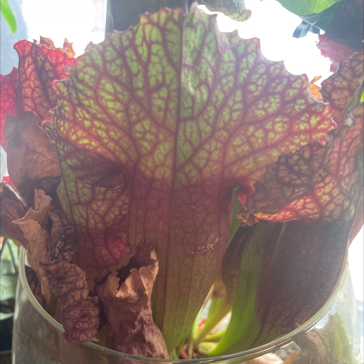 Photo of the plant species White Topped Pitcher Plant by @iejpotter named Stinkhorn on Greg, the plant care app