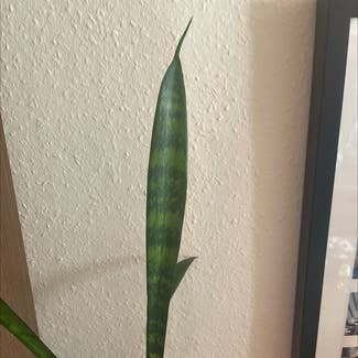 Snake Plant plant in Rye, England