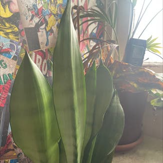 Silver Snake Plant plant in Rye, England