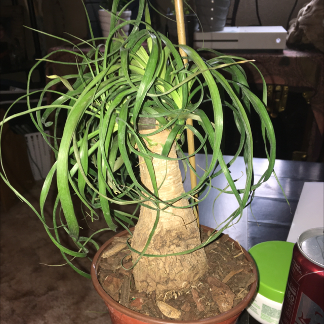 Bottle Palm Tree plant photo by @Bella88 named Navajo on Greg, the plant care app.