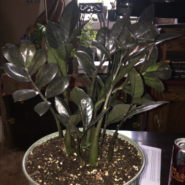 Zamioculcas Zamiifolia plant photo by @Bella88 named Raven zz on Greg, the plant care app.