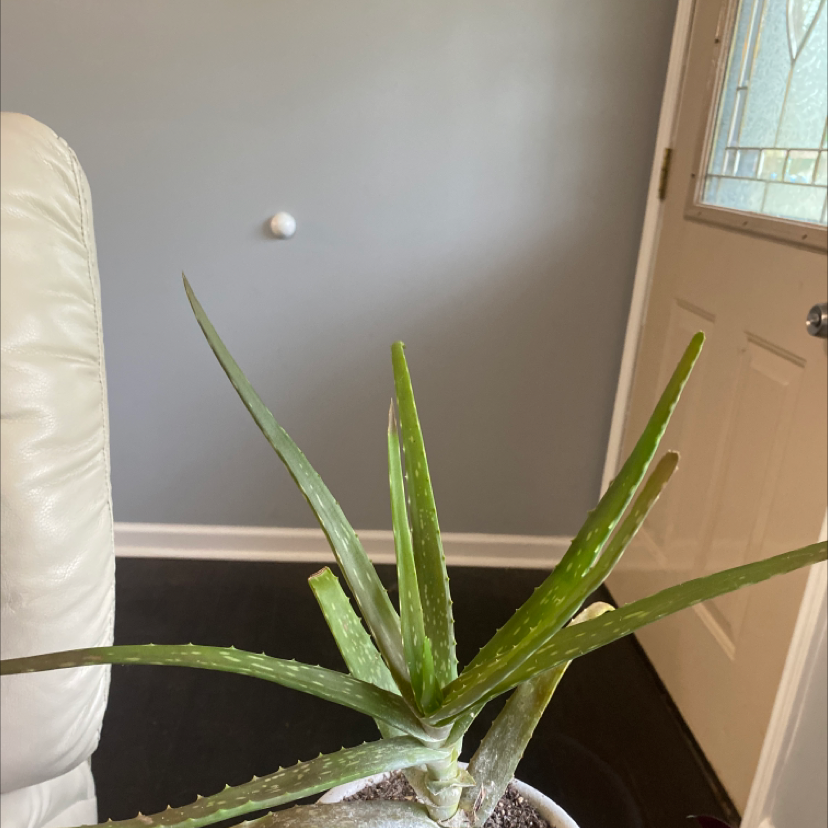 Aloe vera plant photo by Brianna named Wang on Greg, the plant care app.