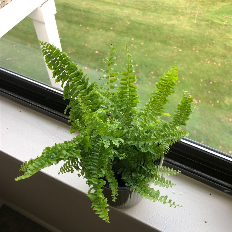 A lush, healthy Boston Fern houseplant with bright green fronds, situated in a sunny window sill.