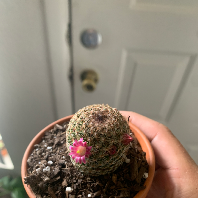 Arizona Rainbow Cactus in a pot with pink flowers, held by a hand.