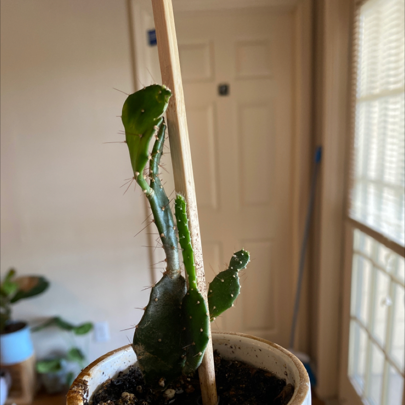 Potted Brazilian Pricklypear plant with a wooden support stick, showing some discoloration and damage on its pads.