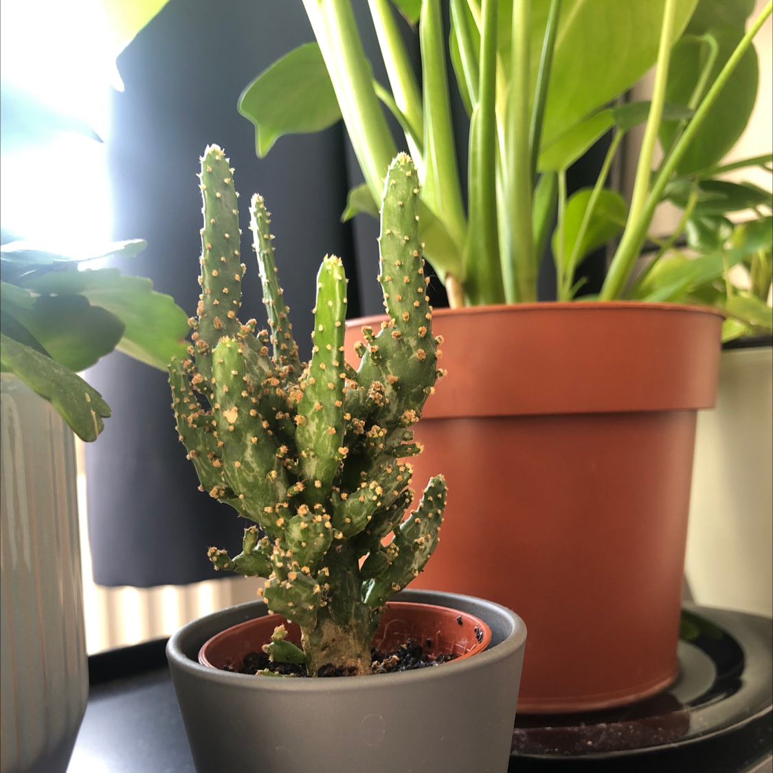 Eve's Needle Cactus in a small pot with other plants in the background.