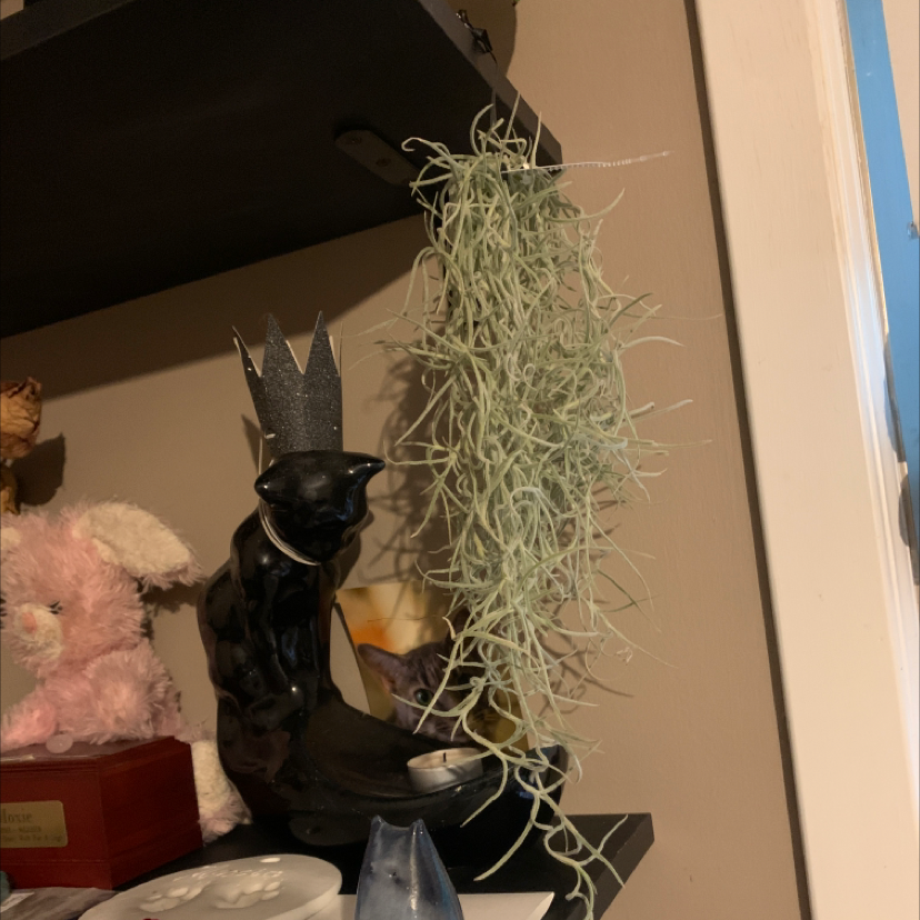 Spanish Moss plant hanging from a shelf with decorative items in the background.