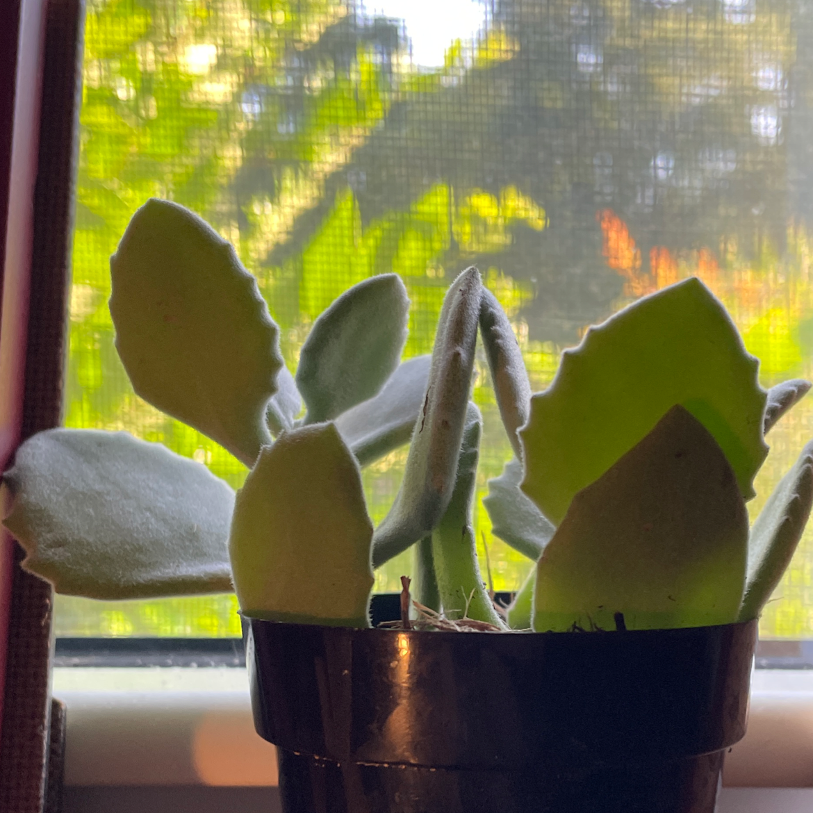 Millot Kalanchoe plant in a pot near a window with healthy green leaves.