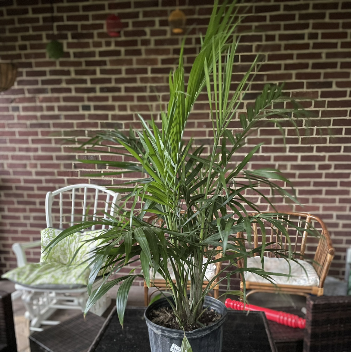 Photo of the plant species Cat Palm by @urgothgf named princess caroline on Greg, the plant care app