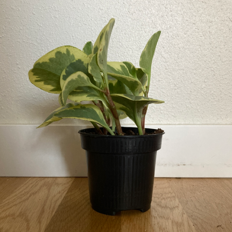 Marble Peperomia plant in a black plastic pot with variegated green and yellow leaves.