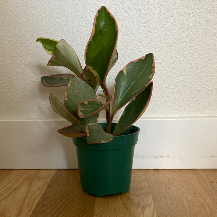 Potted Jelly Peperomia plant with thick, fleshy leaves, in a green pot against a white wall.