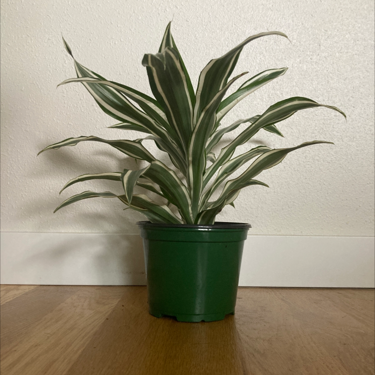 Photo of the plant species Dracaena 'White Bird' by @Alina named Brad on Greg, the plant care app