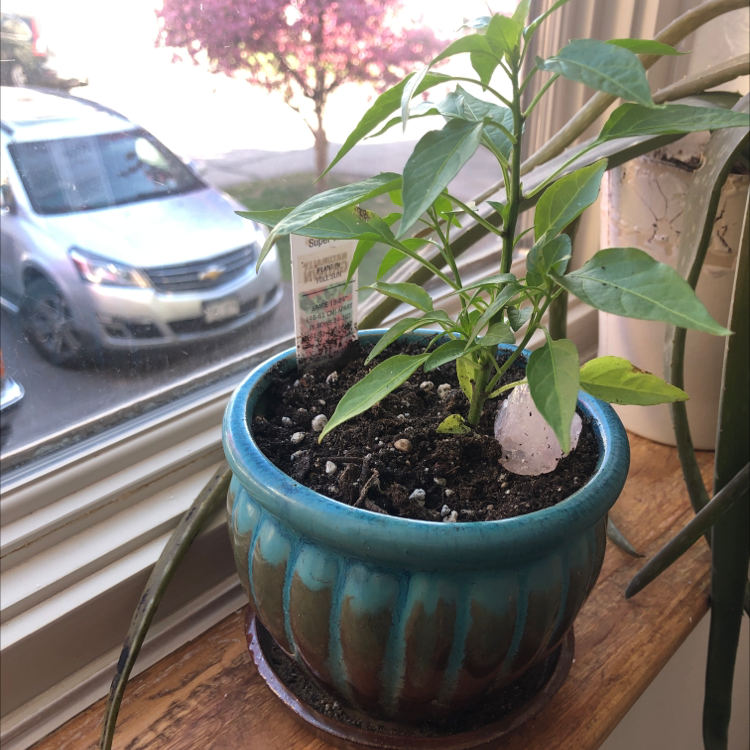 Potted Jalapeño Pepper plant on a windowsill with visible soil and healthy green leaves.