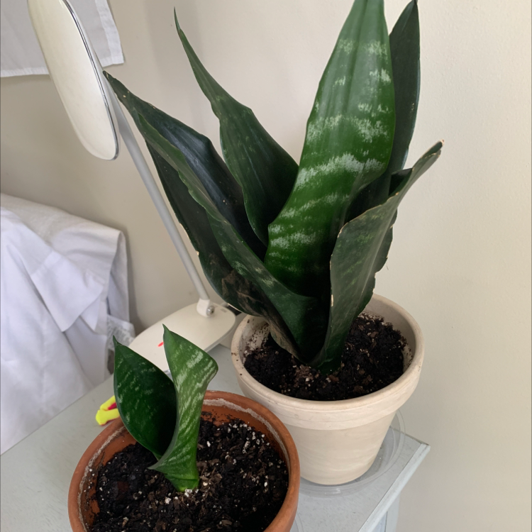 Two healthy Sansevieria Black Dragon plants in separate pots with visible soil.