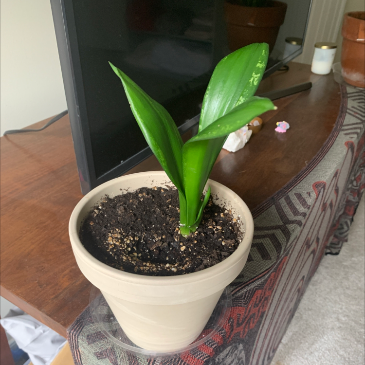 Photo of the plant species Sansevieria Silver Flame by @katherinesplants named Maya on Greg, the plant care app