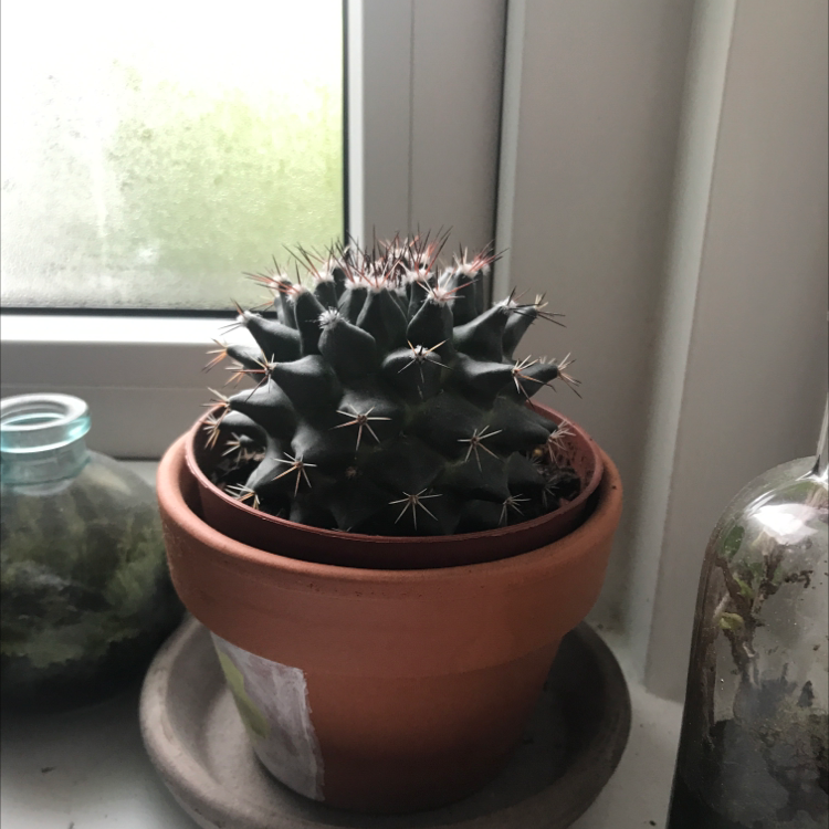 Little Nipple Cactus plant photo by @katelikesplants named Apollo on Greg, the plant care app.