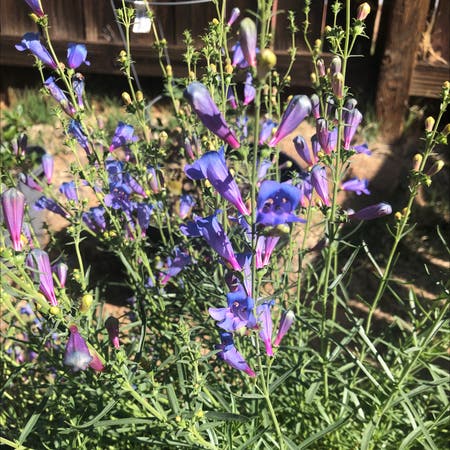 Photo of the plant species Bunchleaf Penstemon by Michael named Your plant on Greg, the plant care app