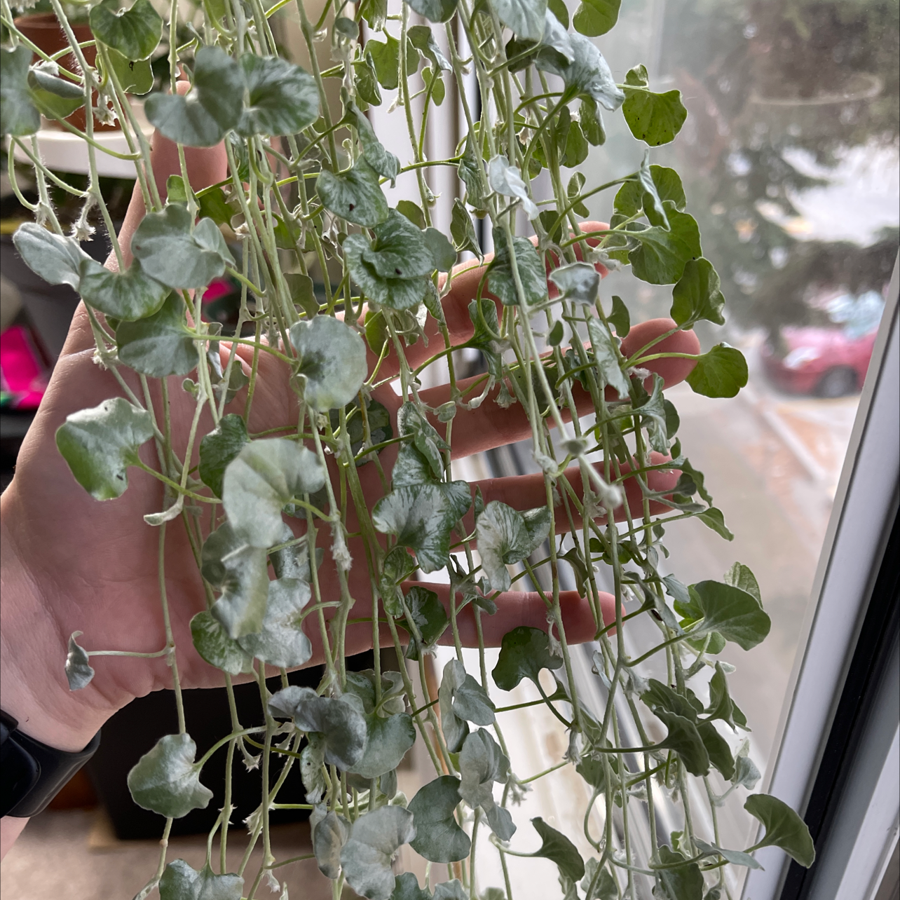 Silver Ponysfoot plant with trailing vines and small, round leaves, held by a hand near a window.